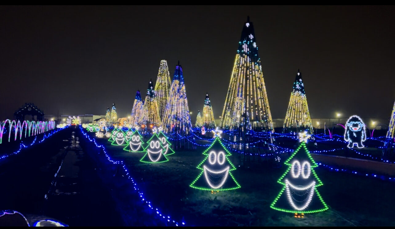 Trees wrapped in bright multicolored holiday lights
